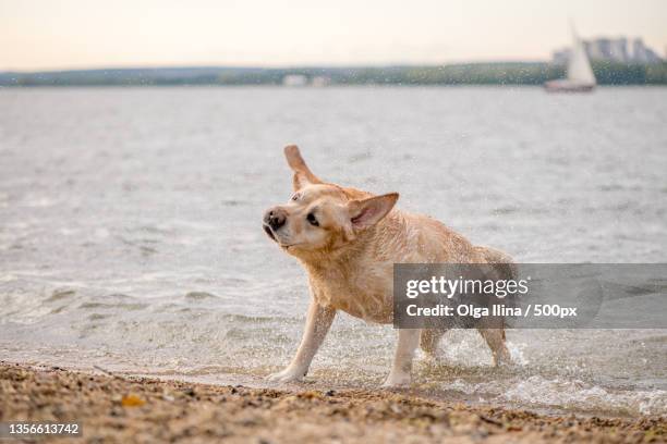 adorable fawn labrador shakes off the water - ear golden fotografías e imágenes de stock