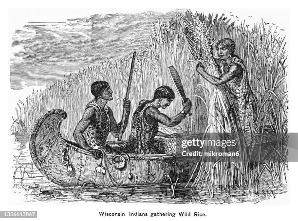 Wild Rice Tools Drawing.pdf Rice Harvester Drawing Photos and Premium High Res Pictures - Getty Images