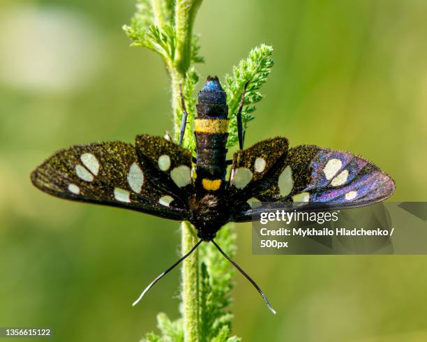 nine-spotted moth,close-up of butterfly on plant,kherson,ukraine - nine spotted moth stock pictures, royalty-free photos & images