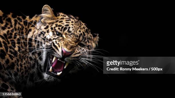 leopard,close-up of amur leopard yawning against black background - amur leopard fotografías e imágenes de stock
