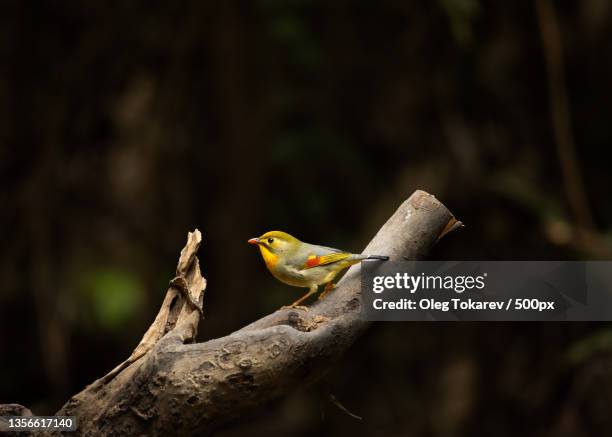 red-billed leiothrix,close-up of songbird perching on branch,china - red billed leiothrix stock pictures, royalty-free photos & images