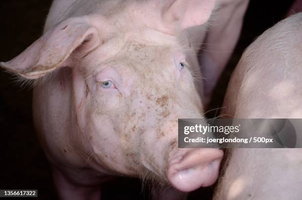 pig close-up,close-up of domestic pig - pig snout stock pictures, royalty-free photos & images