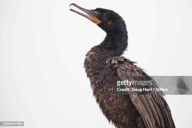 double-crested cormorant,close-up of cormorant against clear sky,anahuac,texas,united states,usa - phalacrocorax carbo stock pictures, royalty-free photos & images
