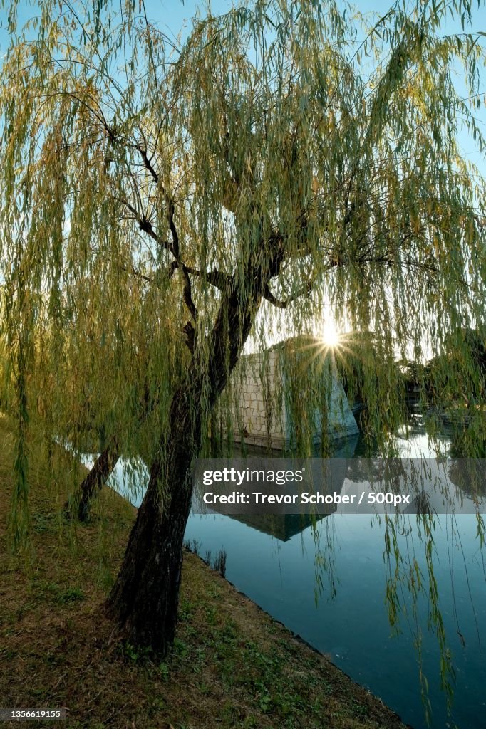 Good evening,Trees by lake against sky