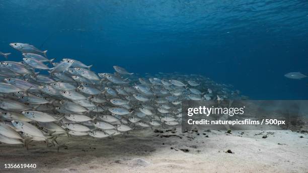 high angle view of bigeye trevally swimming in sea - trevally jack stock pictures, royalty-free photos & images