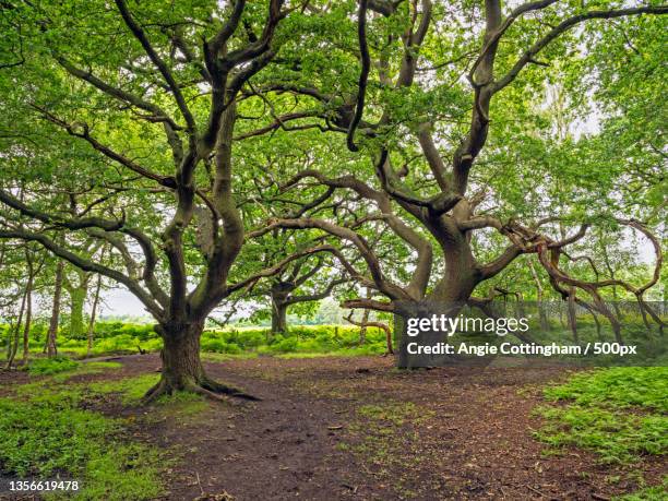 twisted oak trees at skipwith common,north yorkshire,skipwith common,selby,united kingdom,uk - ancient oak stock pictures, royalty-free photos & images
