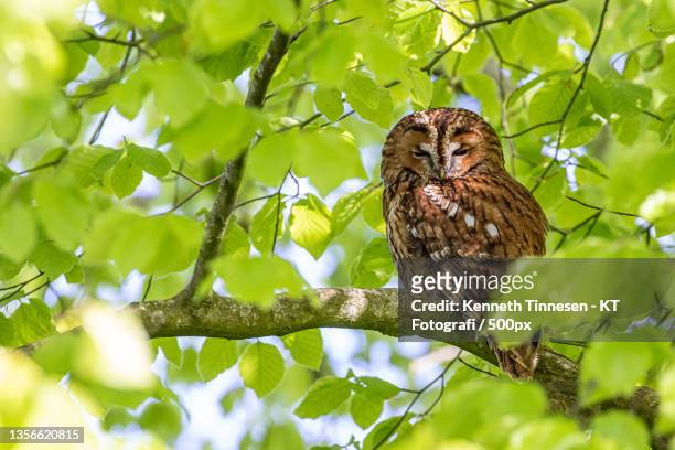 tawny owl,low angle view of barred owl perching on branch - fotografi ストックフォトと画像