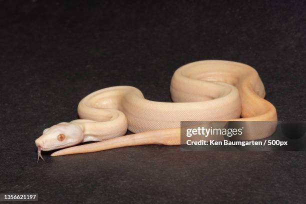 Baby Bird Python Baby Pythons Photos and Premium High Res Pictures - Getty Images