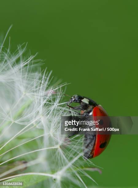 marienkafer an pusteblume,close-up of ladybug on plant,delmenhorst,germany - ladybug stock-fotos und bilder