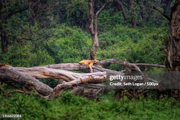 sleeping lion,trees in forest,ngorongoro conservation area,tanzania - ngorongoro conservation area stock pictures, royalty-free photos & images