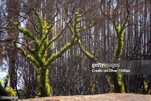 regenerating trees after bushfire,trees in forest,kangaroo island,south australia,australia - kangaroo island imagens e fotografias de stock