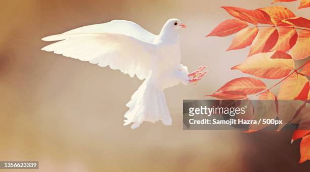 white dove,close-up of pigeon flying against sky - white pigeon stock-fotos und bilder