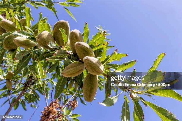 almond tree branches with unripe fruits on a background of blue sky - almond branch stock pictures, royalty-free photos & images