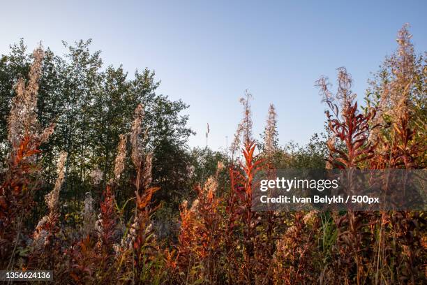 photo wild tall grass species of different plants in russia - belykh stock-fotos und bilder