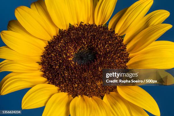 sunflower macro,close-up of sunflower - girassol stock pictures, royalty-free photos & images