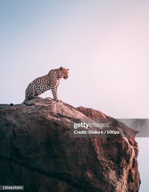 nature,low angle view of young man sitting on rock against clear sky - cheetah foto e immagini stock