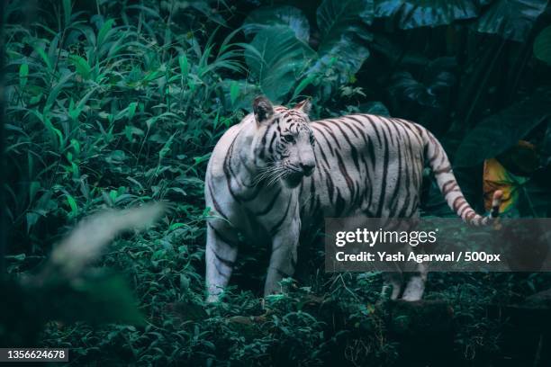 rarity of the white tiger,portrait of white tiger standing in forest,bali,indonesia - white tiger 個照片及圖片檔