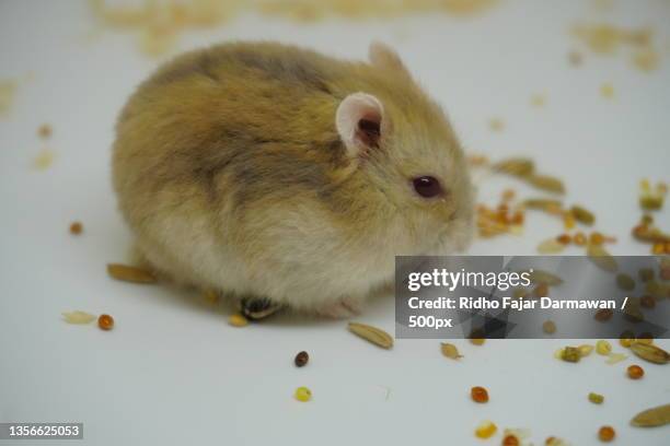 close-up of hamster on table,close-up of guinea pig on table - djungarian hamster stock pictures, royalty-free photos & images