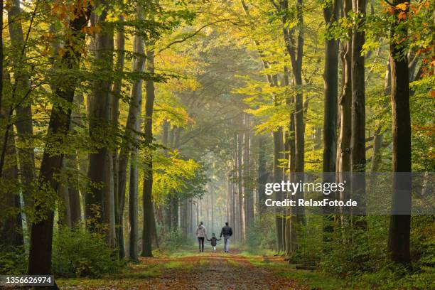 vista trasera en familia joven caminando por la avenida en colores otoñales - mujer de espaldas en paisaje fotografías e imágenes de stock