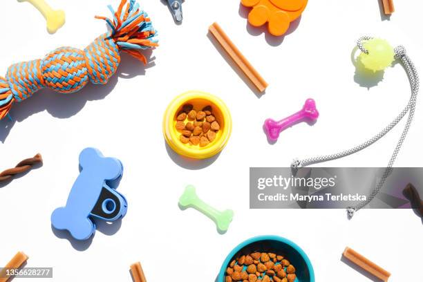 flatley of dog accessories on a white background. - équipement pour animaux de compagnie photos et images de collection
