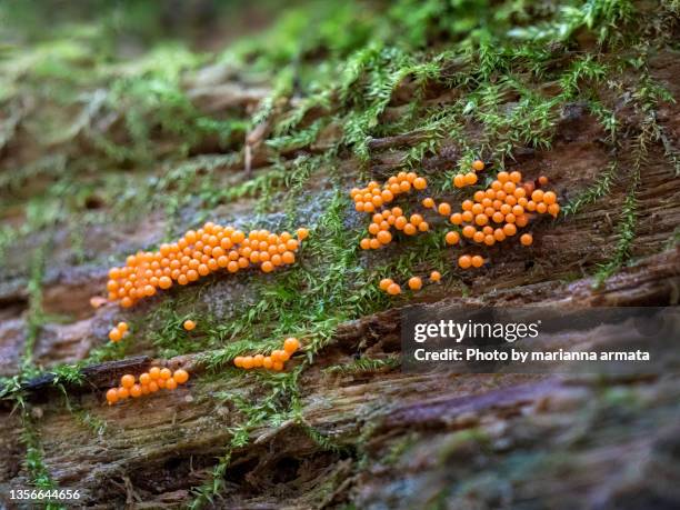 trichia decipiens orange slime mold - plasmódio - fotografias e filmes do acervo