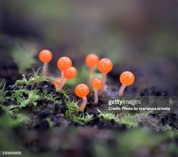 trichia decipiens orange slime mold-extreme close-up - plasmódio - fotografias e filmes do acervo