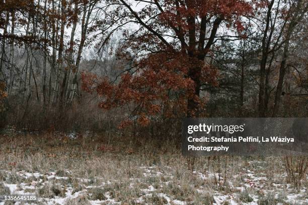 woods in winter with slight snow - michigan winter stock pictures, royalty-free photos & images