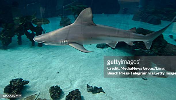 Long Beach, CA Looking for lunch is the Aquariums of the Pacific"u2019s newest resident, a sandbar shark in Long Beach on Wednesday, December 1, 2021.