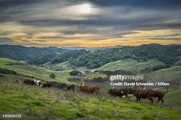 longhorns at sunset,flock of sheep,petaluma,california,united states,usa - petaluma stock pictures, royalty-free photos & images