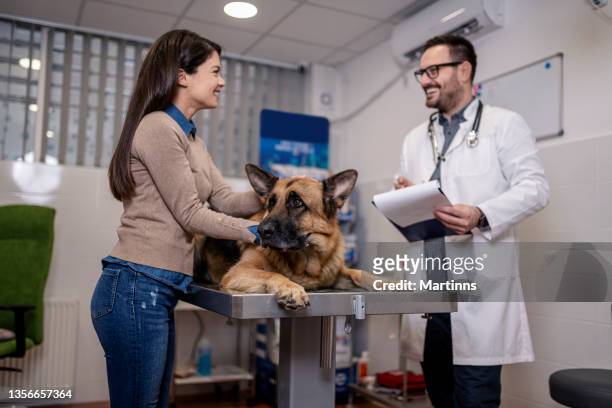 veterinario che esamina il cane da pastore tedesco - pastore tedesco foto e immagini stock