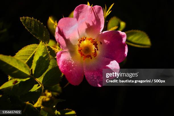 hermosa flor rosa y amarilla en un fondo negro,tandil,buenos aires,argentina - fondo negro stockfoto's en -beelden