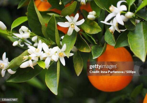 valencian orange and orange blossoms spain spring harvest,spain - orange blossom fotografías e imágenes de stock