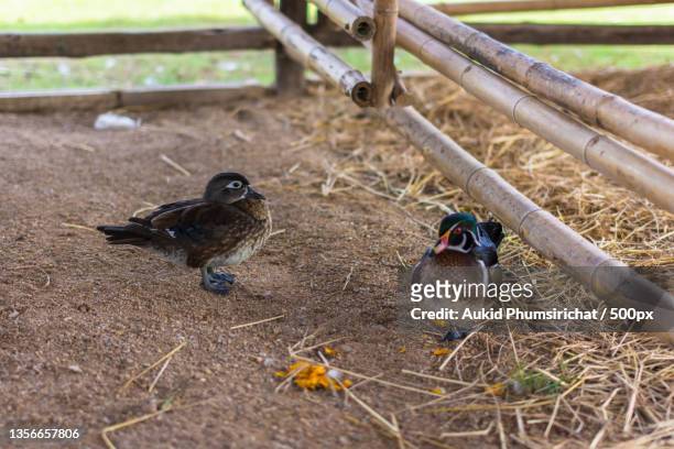 duck in the zoo,high angle view of birds perching on field - aukid stock-fotos und bilder