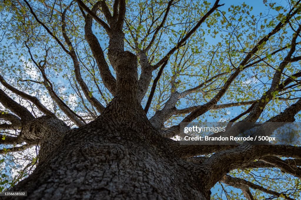 Looking up at Beauty,Low angle view of bare tree against sky,United States,USA
