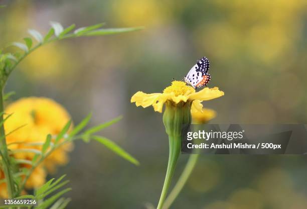 sunshine and a little flower is all you need,pune,maharashtra,india - butterfly maharashtra stock pictures, royalty-free photos & images