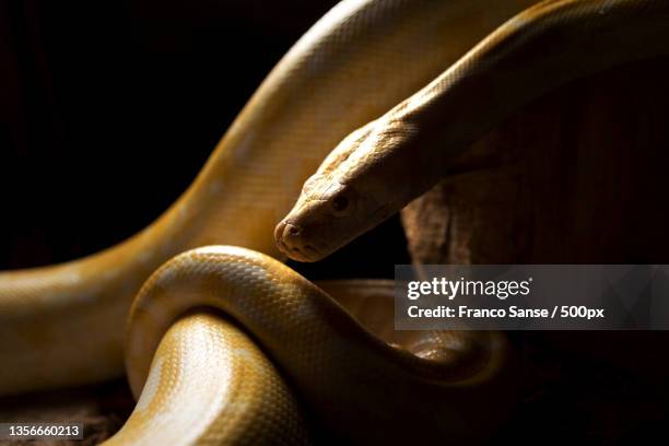 albino snake,close-up of burmese yellow burmese python on wood - yellow burmese python stock-fotos und bilder