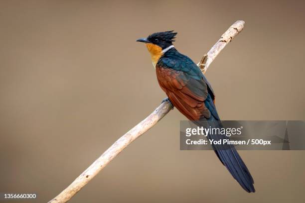 chestnut-winged cuckoo bird on a branch on nature background,thailand - clamator stock-fotos und bilder