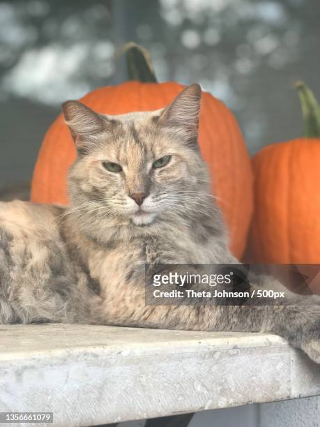 pumpkin princess,portrait of cat sitting on pumpkin,florida,united states,usa - pumpkin cats fotografías e imágenes de stock