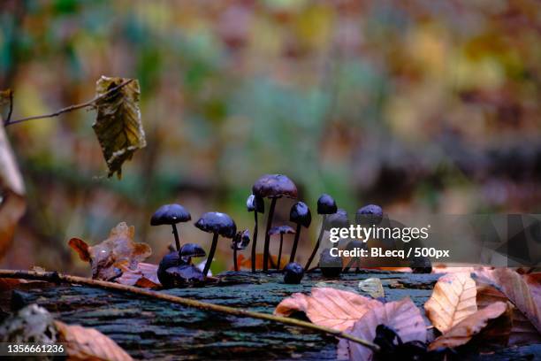 fantastic fungi,close-up of dry leaves on tree,veluwe,netherlands - veluwe stock-fotos und bilder