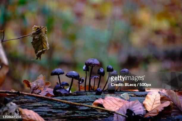 fantastic fungi,close-up of dry leaves on tree,veluwe,netherlands - veluwe stock pictures, royalty-free photos & images