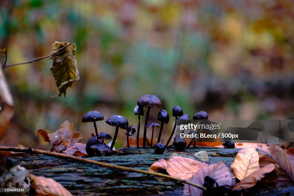 Fantastic Fungi,Close-up of dry leaves on tree,Veluwe,Netherlands