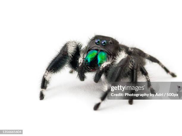 close up of a north american common jumping spider,isolated on white - arachnid stockfoto's en -beelden
