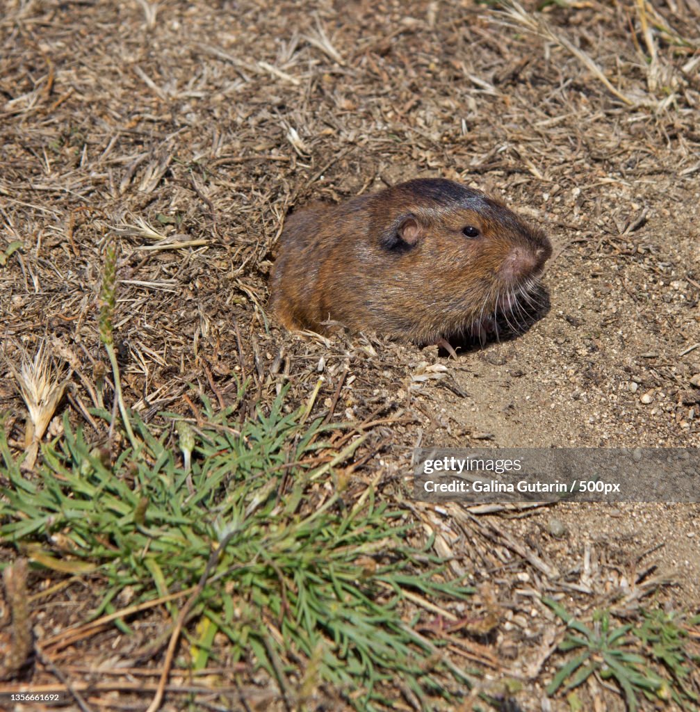Bottas Pocket Gopher,Close-up of pocket gopher on field,San Francisco,California,United States,USA