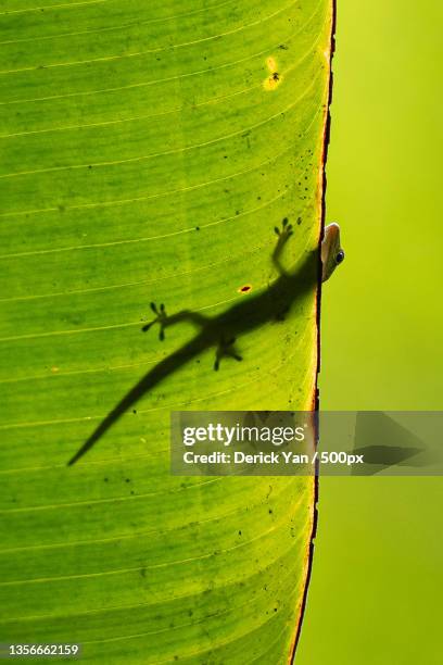 gecko on leaf,close-up of insect on leaf,hakalau forest national wildlife refuge,united states,usa - geco 個照片及圖片檔