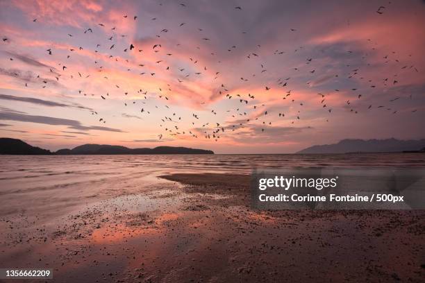 pink sunset,scenic view of beach against sky during sunset - corinne paradis - fotografias e filmes do acervo