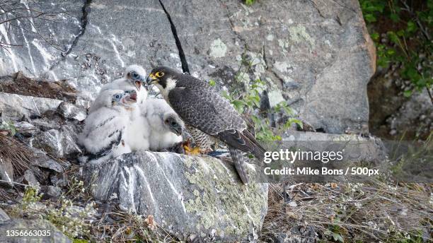 peregrine falcon,high angle view of birds perching on rock,ontario,canada - peregrine falcon stock-fotos und bilder