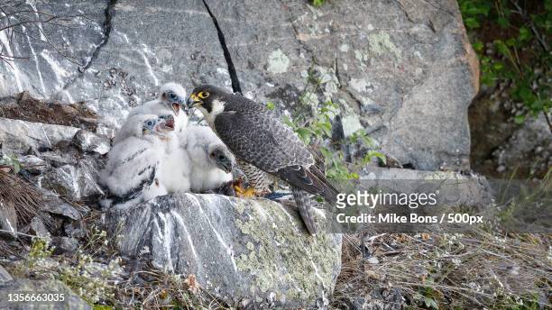 peregrine falcon,high angle view of birds perching on rock,ontario,canada - peregrine falcon stockfoto's en -beelden