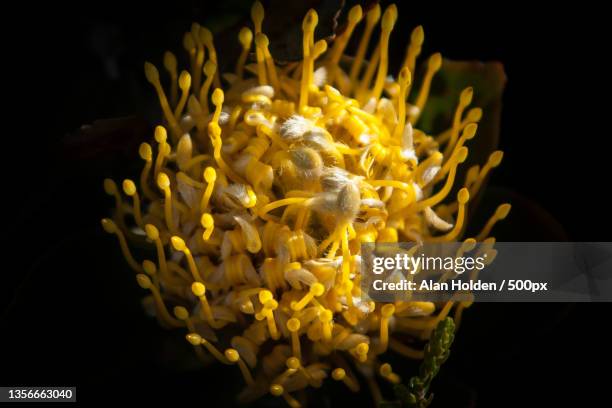 close-up of yellow flower against black background,cape town,south africa - stamen stock pictures, royalty-free photos & images