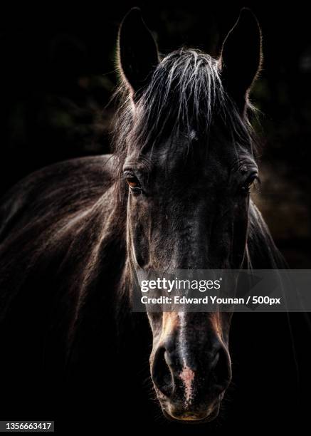 51 610点の馬 かっこいいのストックフォト Getty Images 51 610点の馬 かっこいいのストックフォト Getty Images