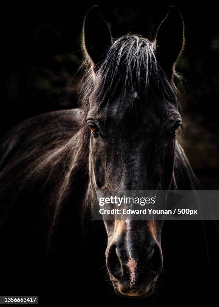 equus,close-up portrait of thoroughbred horse standing against black background - black horse ストックフォトと画像